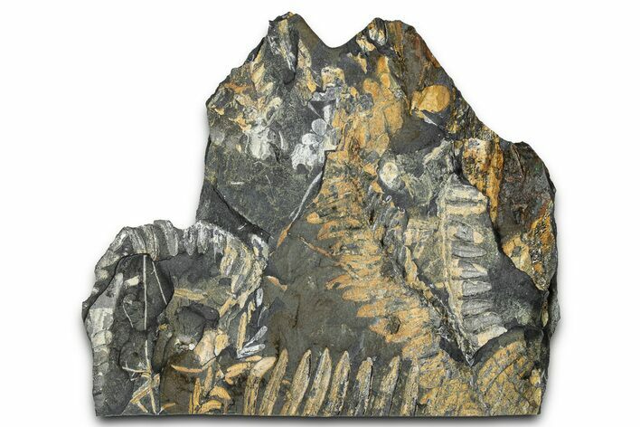 Fossil Seed Fern (Alethopteris & Pecopteris) Plate - Pennsylvania #347669